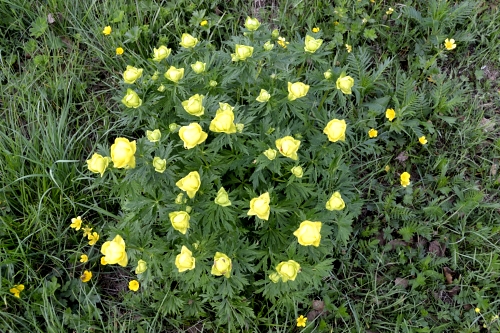 Trollius europeus